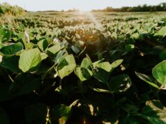 4 Foods That Kill Your Testosterone Soyfield