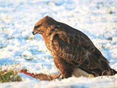 3 Controversial Preys for your Next Hunting Trip Close-up of Eagle Perching on Rock